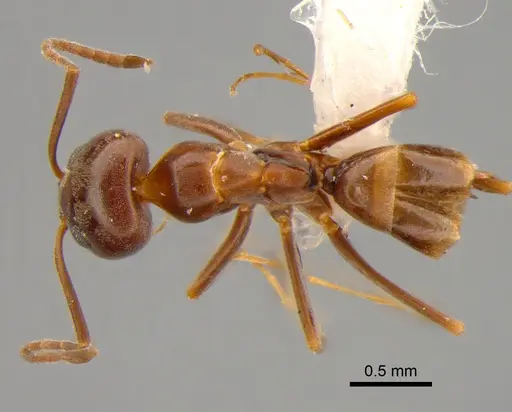 Dorymyrmex brunneus specimen DZUP518043 image dzup518043_1