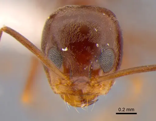 Dorymyrmex brunneus specimen DZUP518043 image dzup518043_2