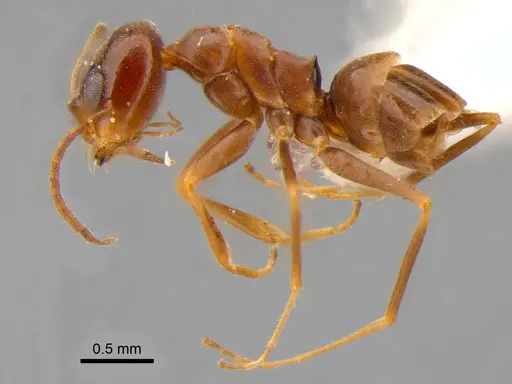 Dorymyrmex brunneus specimen DZUP518043 image dzup518043_3