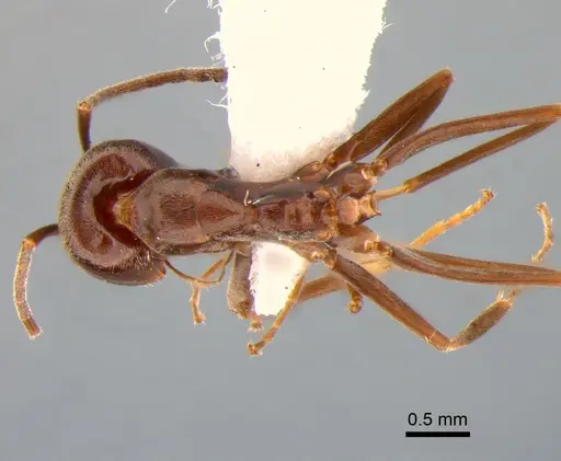 Dorymyrmex brunneus specimen DZUP518082 image dzup518082_1