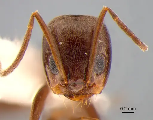 Dorymyrmex brunneus specimen DZUP518082 image dzup518082_2