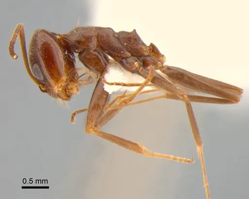 Dorymyrmex brunneus specimen DZUP518082 image dzup518082_3