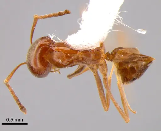 Dorymyrmex brunneus specimen DZUP518155 image dzup518155_1