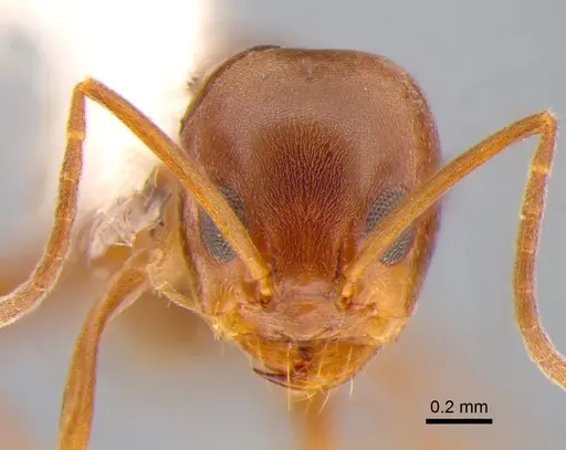 Dorymyrmex brunneus specimen DZUP518155 image dzup518155_2