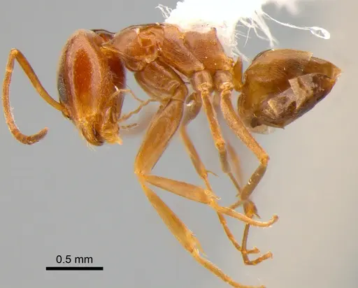 Dorymyrmex brunneus specimen DZUP518155 image dzup518155_3