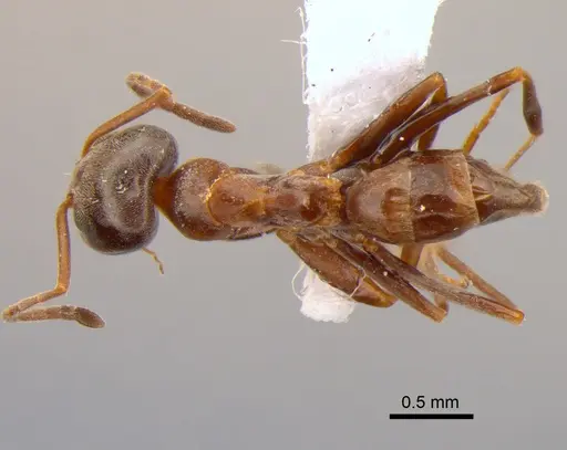 Dorymyrmex brunneus specimen DZUP518157 image dzup518157_1