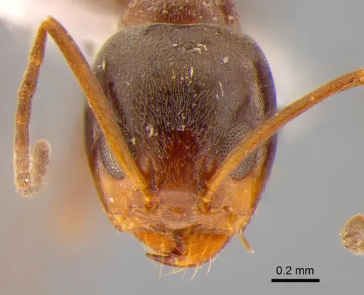 Dorymyrmex brunneus specimen DZUP518157 image dzup518157_2