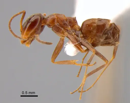 Dorymyrmex brunneus specimen DZUP518157 image dzup518157_3