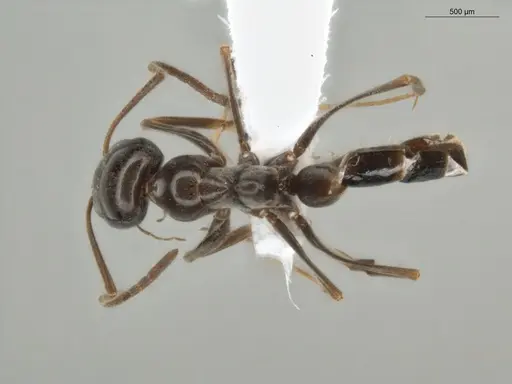 Dorymyrmex brunneus specimen ECOFOG-OI17-0036-08 image ecofog-oi17-0036-08_1
