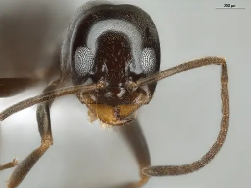 Dorymyrmex brunneus specimen ECOFOG-OI17-0036-08 image ecofog-oi17-0036-08_2