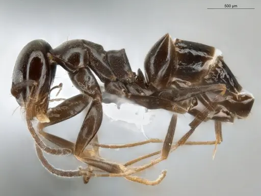 Dorymyrmex brunneus specimen ECOFOG-OI17-0036-08 image ecofog-oi17-0036-08_3