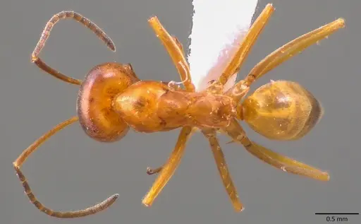 Dorymyrmex bureni specimen ANTWEB1041787 image antweb1041787_1