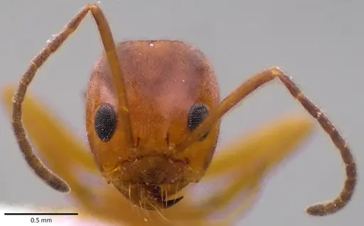 Dorymyrmex bureni specimen ANTWEB1041787 image antweb1041787_2