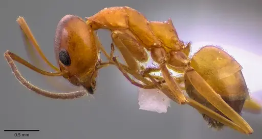 Dorymyrmex bureni specimen ANTWEB1041787 image antweb1041787_3