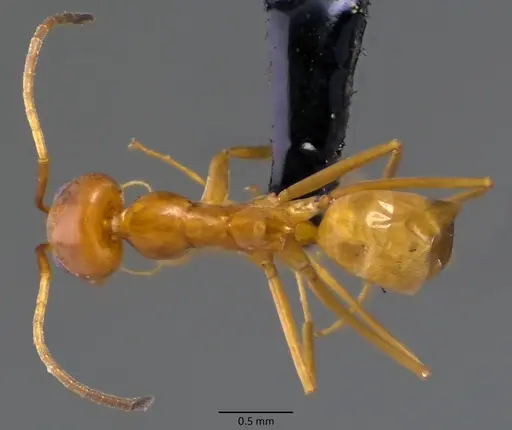 Dorymyrmex bureni specimen ANTWEB1060103 image antweb1060103_1