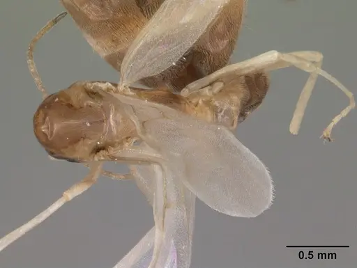 Dorymyrmex bureni specimen CASENT0102701 image casent0102701_1