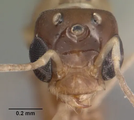 Dorymyrmex bureni specimen CASENT0102701 image casent0102701_2