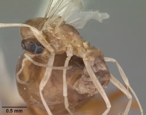 Dorymyrmex bureni specimen CASENT0102701 image casent0102701_3