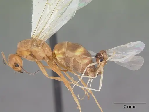 Dorymyrmex bureni specimen CASENT0102701 image casent0102701_4