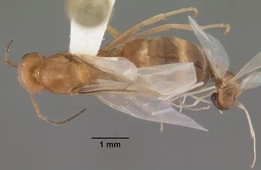 Dorymyrmex bureni specimen CASENT0103862 image casent0103862_1