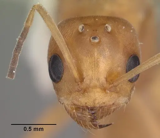 Dorymyrmex bureni specimen CASENT0103862 image casent0103862_2