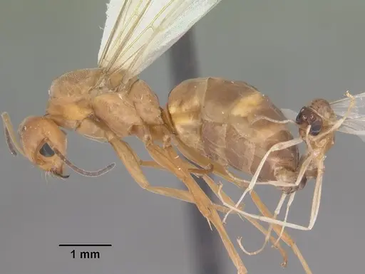 Dorymyrmex bureni specimen CASENT0103862 image casent0103862_3