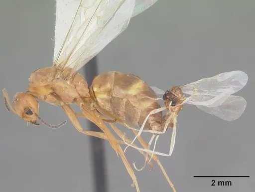 Dorymyrmex bureni specimen CASENT0103862 image casent0103862_4
