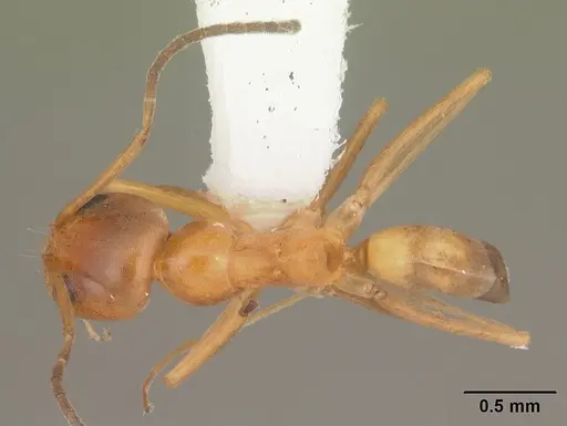Dorymyrmex bureni specimen CASENT0103863 image casent0103863_1