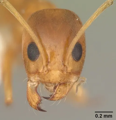 Dorymyrmex bureni specimen CASENT0103863 image casent0103863_2