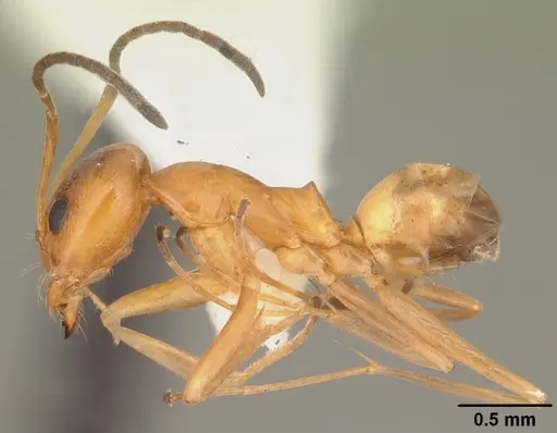 Dorymyrmex bureni specimen CASENT0103863 image casent0103863_3