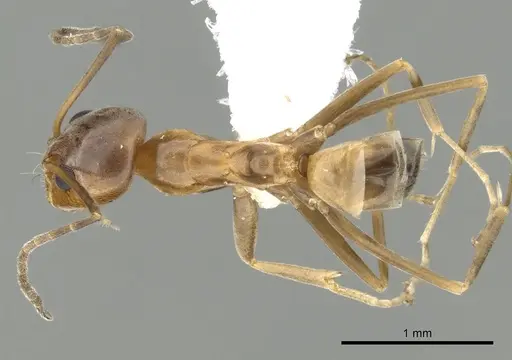Dorymyrmex bureni specimen CASENT0249670 image casent0249670_1