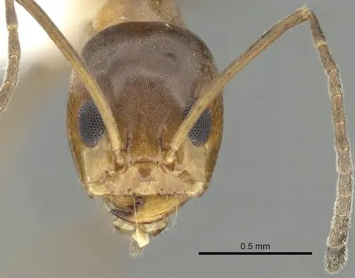 Dorymyrmex bureni specimen CASENT0249670 image casent0249670_2