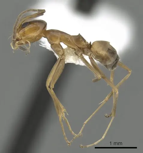 Dorymyrmex bureni specimen CASENT0249670 image casent0249670_3