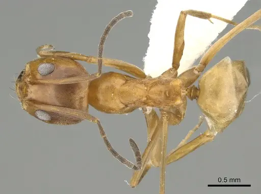 Dorymyrmex bureni specimen CASENT0281176 image casent0281176_1