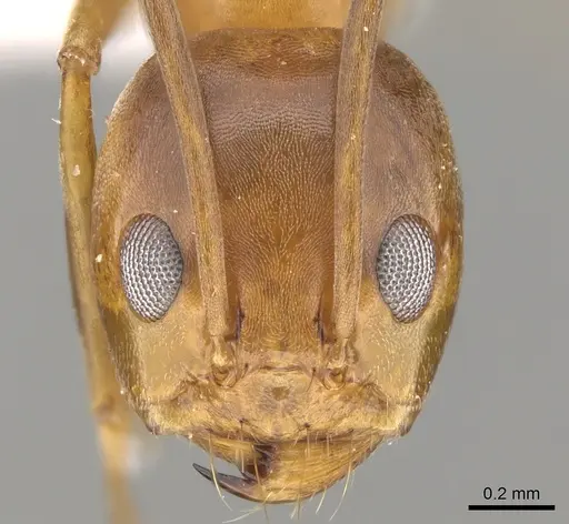 Dorymyrmex bureni specimen CASENT0281176 image casent0281176_2