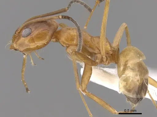 Dorymyrmex bureni specimen CASENT0281176 image casent0281176_3