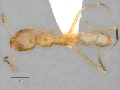 Dorymyrmex bureni specimen CASENT0841087 image casent0841087_1