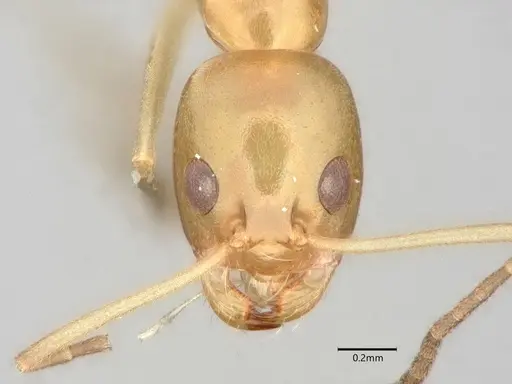 Dorymyrmex bureni specimen CASENT0841087 image casent0841087_2