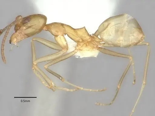 Dorymyrmex bureni specimen CASENT0841087 image casent0841087_3