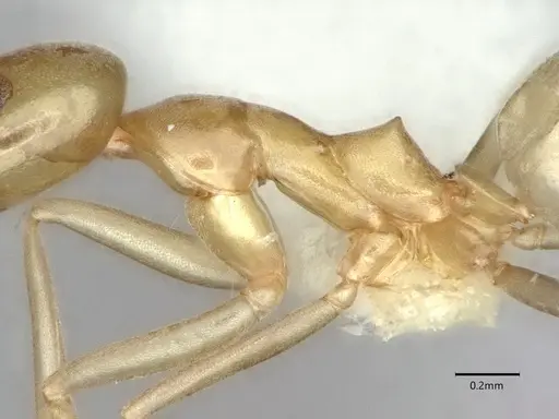 Dorymyrmex bureni specimen CASENT0841087 image casent0841087_4
