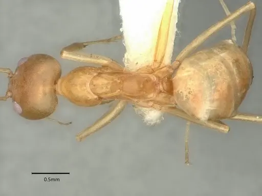 Dorymyrmex bureni specimen CASENT0841247 image casent0841247_1
