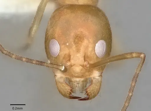 Dorymyrmex bureni specimen CASENT0841247 image casent0841247_2