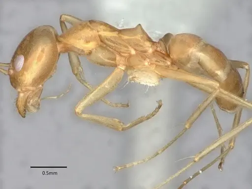 Dorymyrmex bureni specimen CASENT0841247 image casent0841247_3