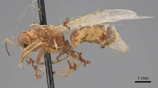Dorymyrmex bureni specimen CASENT0923040 image casent0923040_3
