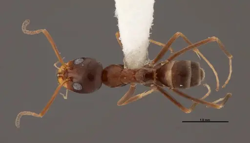 Dorymyrmex bureni specimen FMNHINS0000062862 image fmnhins0000062862_1