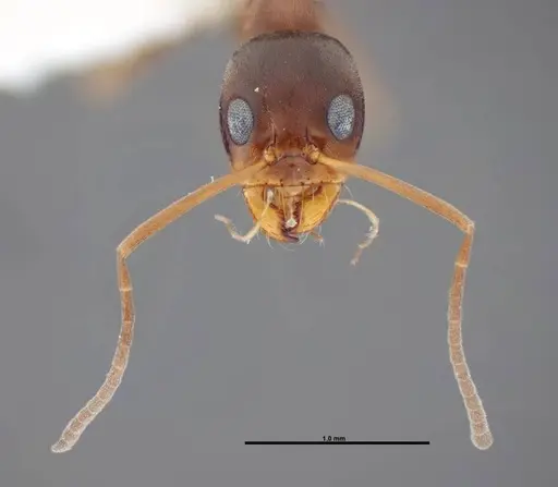 Dorymyrmex bureni specimen FMNHINS0000062862 image fmnhins0000062862_2