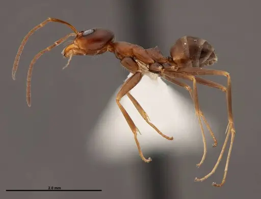 Dorymyrmex bureni specimen FMNHINS0000062862 image fmnhins0000062862_3