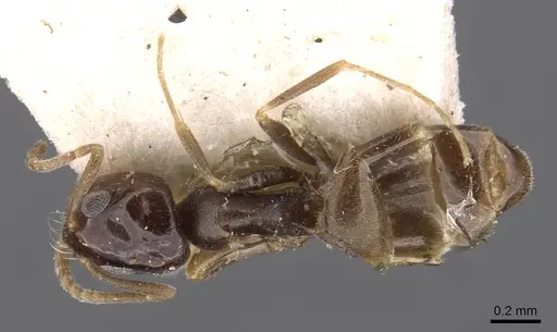 Dorymyrmex carettei specimen CASENT0909734 image casent0909734_1