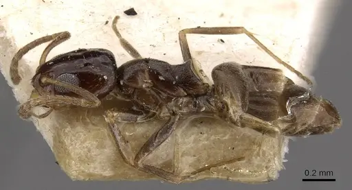 Dorymyrmex carettei specimen CASENT0909734 image casent0909734_3