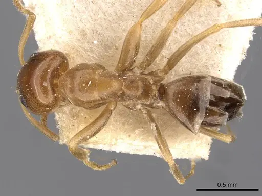 Dorymyrmex caretteoides specimen CASENT0909733 image casent0909733_1